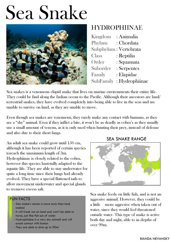 Marine Life - marine biology